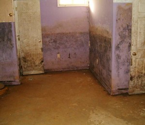 Mold Remediation (Before)