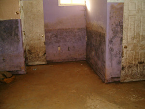 Before Mold Remediation